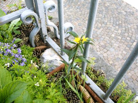 les fleurs du trottoire 2006