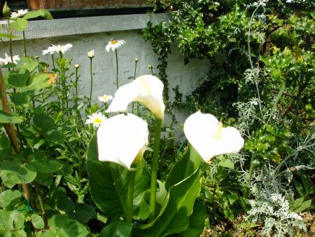 les fleurs du trottoire 2006