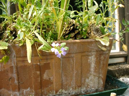 les fleurs du trottoire 2006