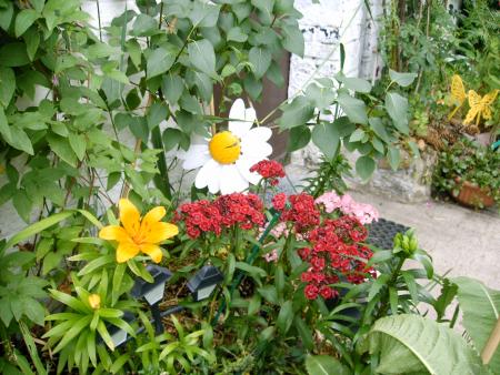 les fleurs du trottoire