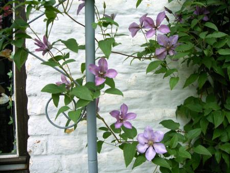 les fleurs du trottoire 2006