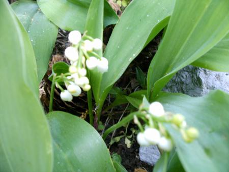 muguet