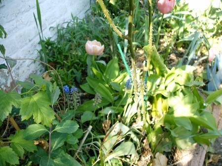 le printemps 2007