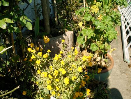 le printemps 2007