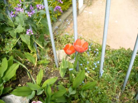 tulipes