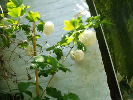 boule de neige