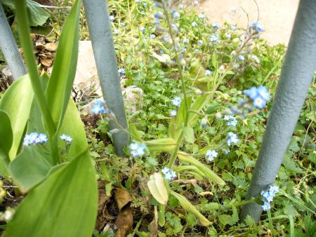 les myosotis