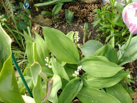 muguet