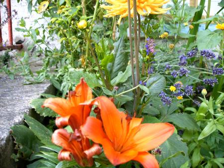 fleurs