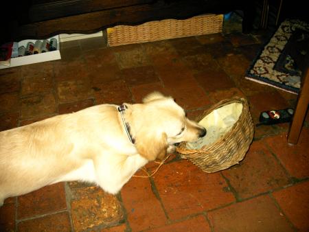 chien d'olivier