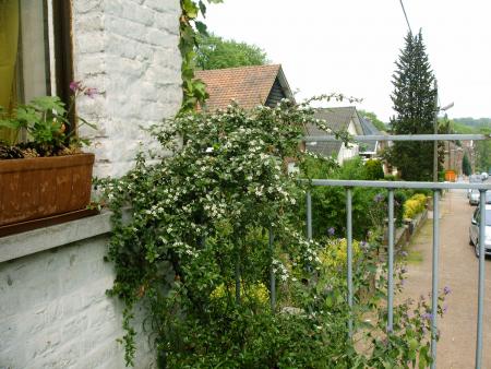 un petit endroit vert