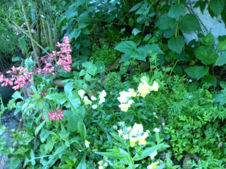 fleurs
