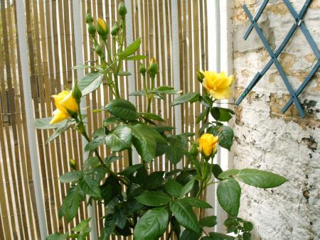 rosier jaune