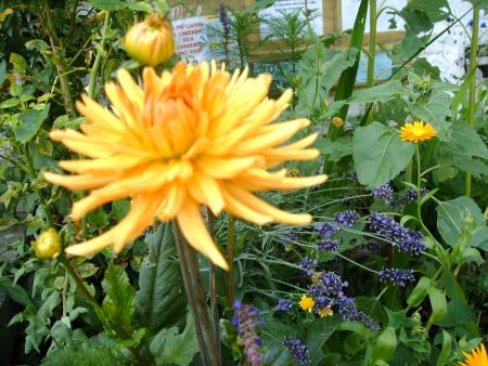 fleurs