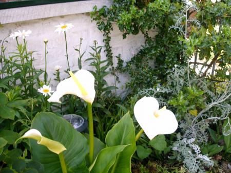 fleurs