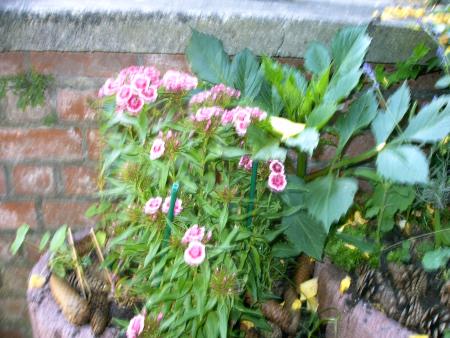 fleurs