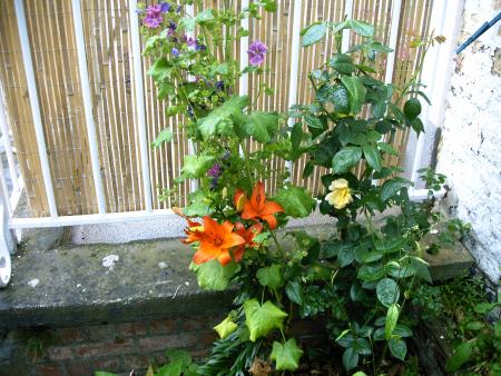 mes fleurs  15juin 2007