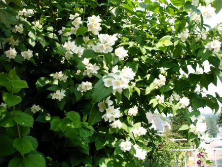 vert et blanc