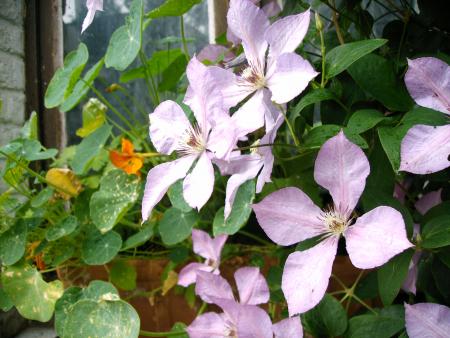 mes fleurs  15juin 2007