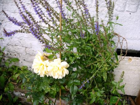 mes fleurs  15juin 2007