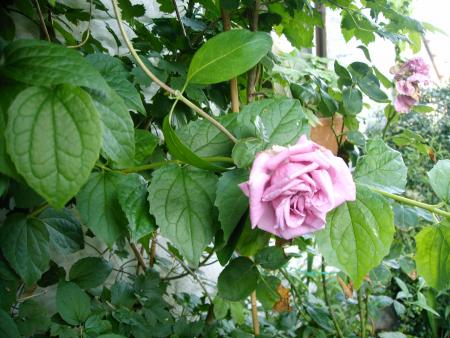 rose